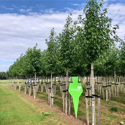 Liquidambar styraciflua 'Worplesdon' Collection, Amberbaum 'Worplesdon'