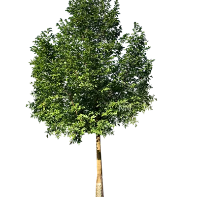 Sol Baum 5xv mDb 200-300 x 500-700 35- 40 - Kobushi-Magnolie - Magnolia kobus - Collection