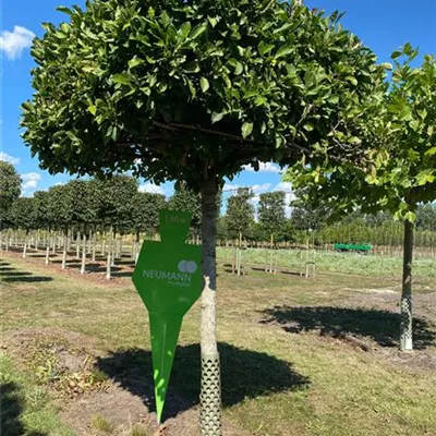 Dach Sol Baum 5xv mDb 30- 35 - Kobushi-Magnolie - Magnolia kobus - Collection