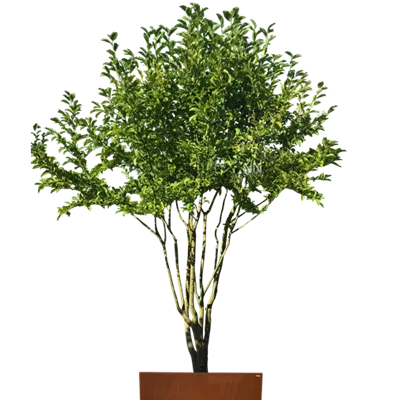 Schirm 6xv mDb 200-300 x 300- 350 - Kobushi-Magnolie - Magnolia kobus - Collection