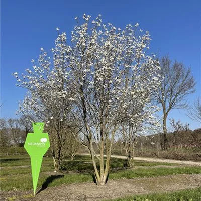 Schirm 7xv mDb 300-400 x 450- 500 - Kobushi-Magnolie - Magnolia kobus - Collection