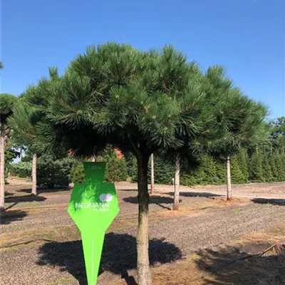 Pinus nigra ssp.nigra - Collection, Schwarzkiefer