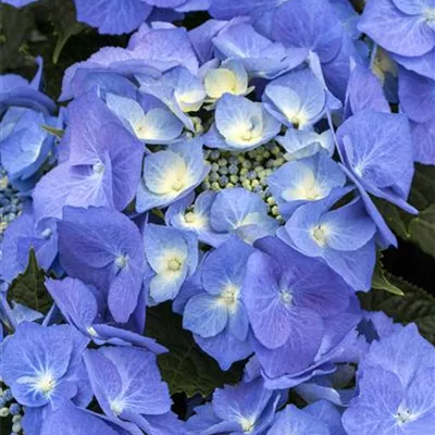 Topfgrösse 4 Liter - Hortensie - Hydrangea macrophylla 'Blaumeise'