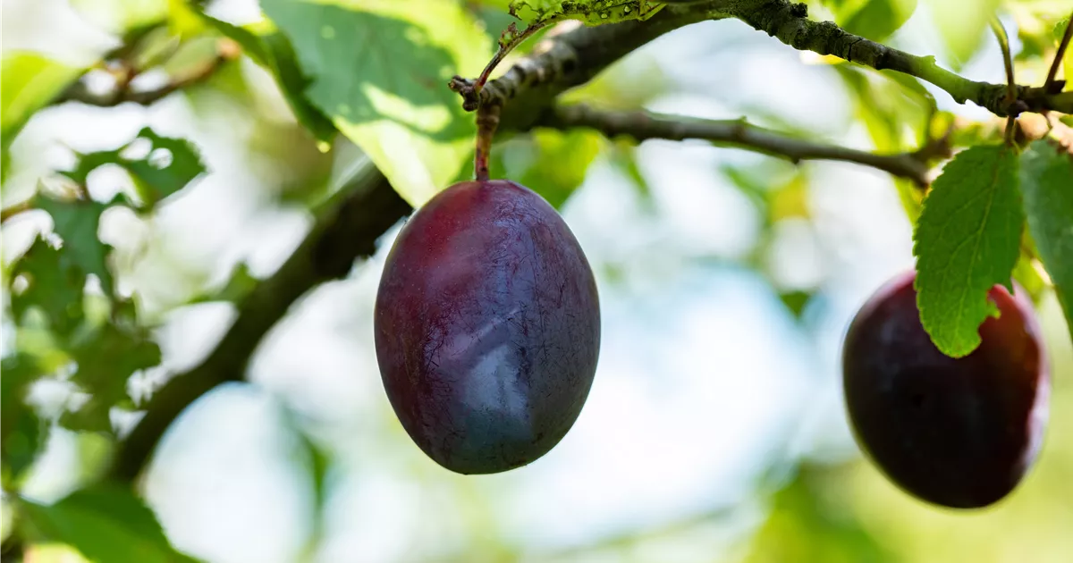Prunus dom.'Topper' -S- CAC - Collection, Zwetsche 'Topper' -S-