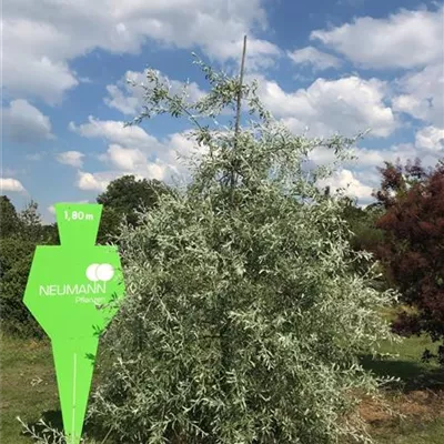 Pyrus salicifolia 'Pendula' Collection, Hängende Wildbirne