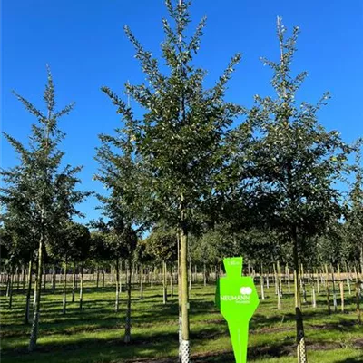 Sol Baum 4xv mDb 150-200 x 400-500 25- 30 - Zerr-Eiche - Quercus cerris - Collection