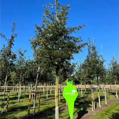 Sol Baum 5xv mDb 200-300 x 500-700 30- 35 - Zerr-Eiche - Quercus cerris - Collection