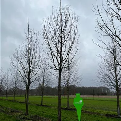 Sol Baum 5xv mDb 200-300 x 500-700 40- 45 - Ungarische Eiche - Quercus frainetto - Collection