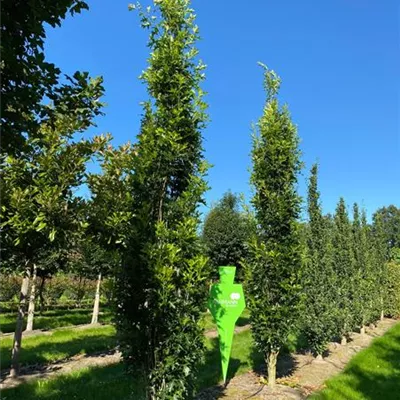 Sol 4xv mDb 400- 500 - Sumpf-Eiche 'Green Pillar' -R- - Quercus palustris 'Green Pillar' -R- - Collection