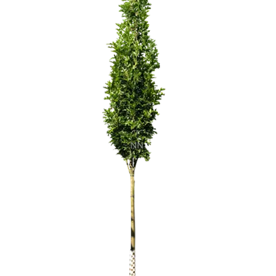 H 4xv mDb 18- 20 - Sumpf-Eiche 'Green Pillar' -R- - Quercus palustris 'Green Pillar' -R- - Collection