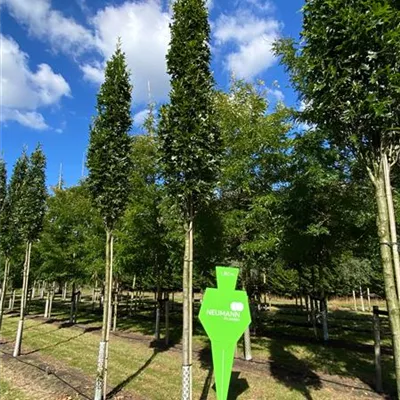 H 4xv mDb 20- 25 - Sumpf-Eiche 'Green Pillar' -R- - Quercus palustris 'Green Pillar' -R- - Collection