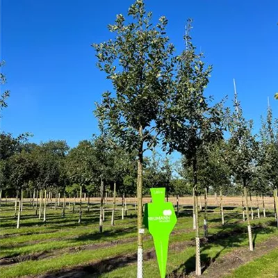 Sol Baum 4xv mDb 150-200 x 400-500 25- 30 - Trauben-Eiche - Quercus petraea - Collection