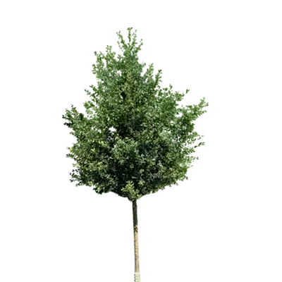 Sol Baum 5xv mDb 200-300 x 500-700 35- 40 - Trauben-Eiche - Quercus petraea - Collection