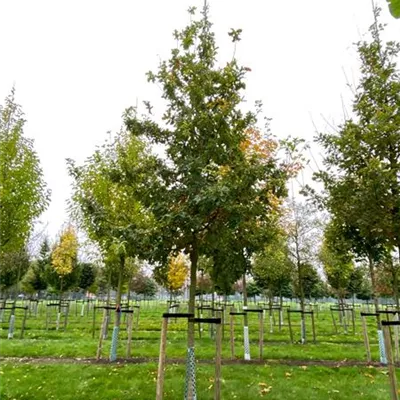Sol Baum 4xv mDb 150-200 x 500-700 30- 35 - Trauben-Eiche - Quercus petraea - Collection