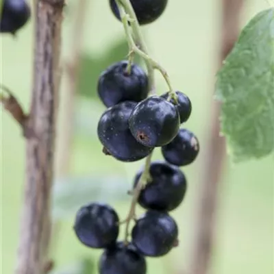 C 3 40- 60 - Schwarze Johannisbeere - Ribes nigrum - Collection