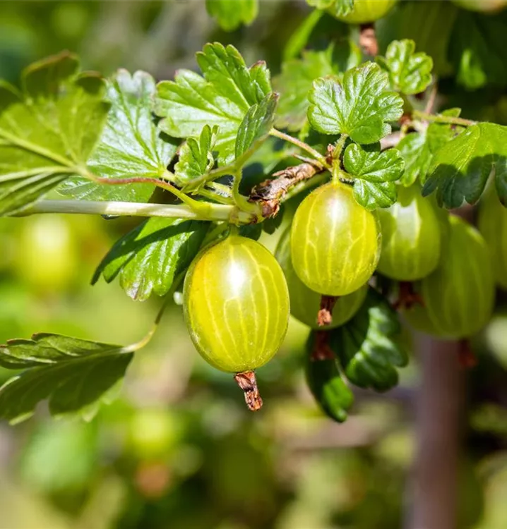 Stachelbeere 'Hinnonmäki gelb' - Ribes uva-crispa 'Hinnonmäki gelb' CAC - Collection