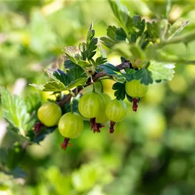 C 3 Tr. 3- - Stachelbeere 'Mucurines' - Ribes uva-crispa 'Mucurines' CAC - Collection