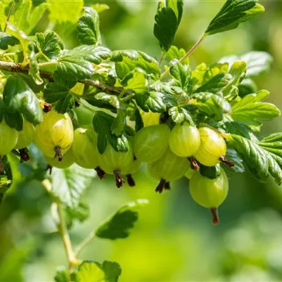 C 3 Tr. 3- - Stachelbeere 'Remarka' - Ribes uva-crispa 'Remarka' CAC - Collection
