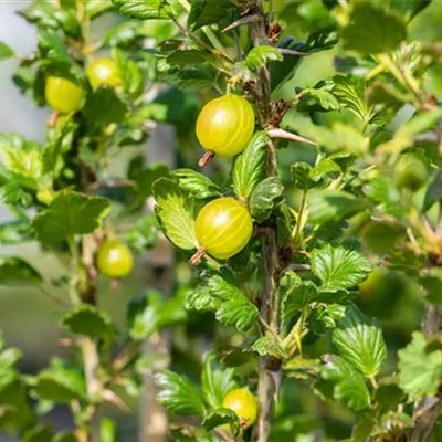 C 3 Tr. 3- - Stachelbeere 'Reverta' - Ribes uva-crispa 'Reverta' CAC - Collection