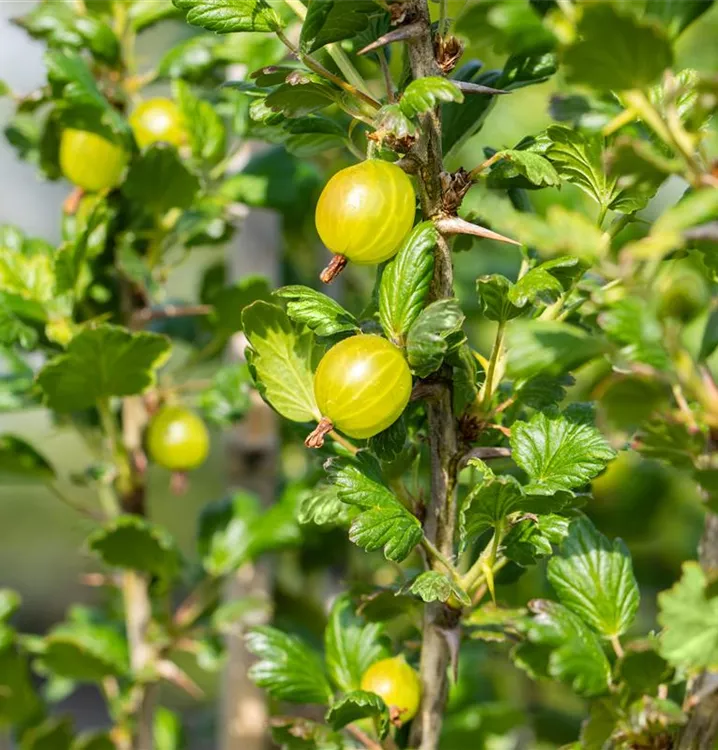 Stachelbeere, gelb - Ribes uva-crispa, gelb - Collection