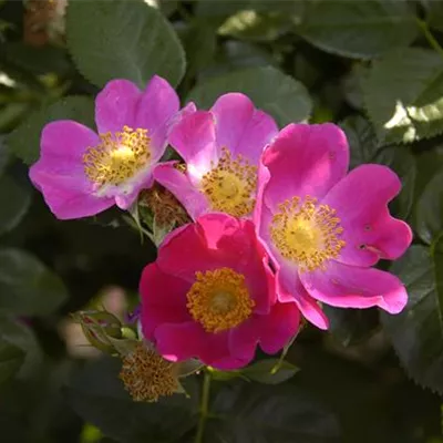 C 3 40- 60 - Alpenrose - Rosa pendulina - Collection