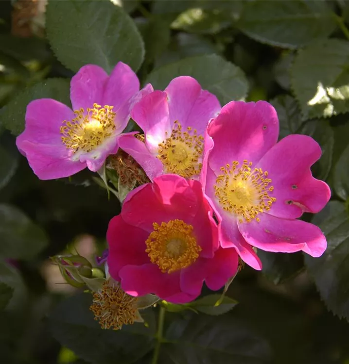 Alpenrose - Rosa pendulina - Collection