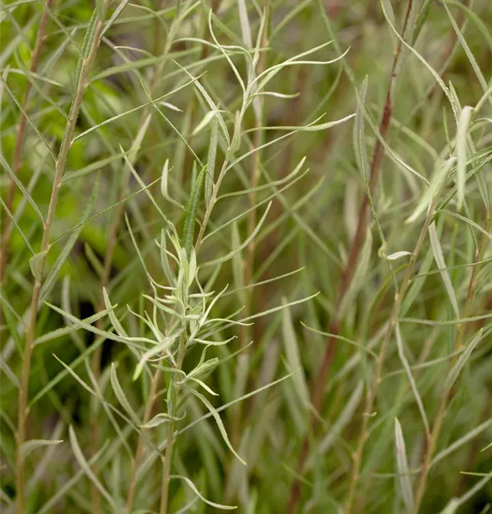 Rosmarinweide - Salix rosmarinifolia - Collection