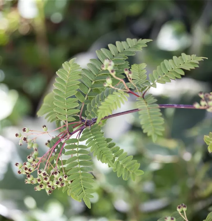 Sorbus koehneana Collection, StrauchEberesche
