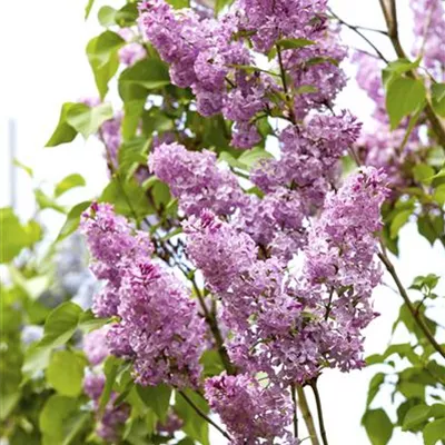 Sol 3xv mB 60- 80 - Chinesischer Flieder - Syringa chinensis - Collection