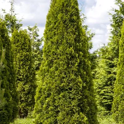 mB 30- 40 - Lebensbaum 'Smaragd' - Thuja occidentalis 'Smaragd' - Collection