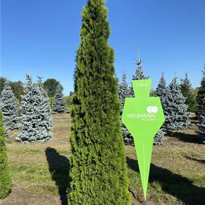 Sol 6xv mDb 275- 300 - Lebensbaum 'Smaragd' - Thuja occidentalis 'Smaragd' - Collection