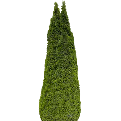 Sol 7xv mDb 400- 450 - Lebensbaum 'Smaragd' - Thuja occidentalis 'Smaragd' - Collection