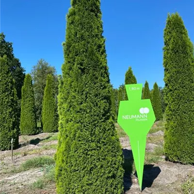 Toskanasäule 6xv mDb 350- 400 - Lebensbaum 'Smaragd' - Thuja occidentalis 'Smaragd' - Collection