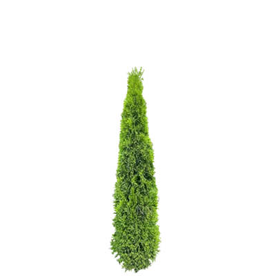3xv mB 150- 175 - Lebensbaum 'Smaragd' - Thuja occidentalis 'Smaragd' - Collection