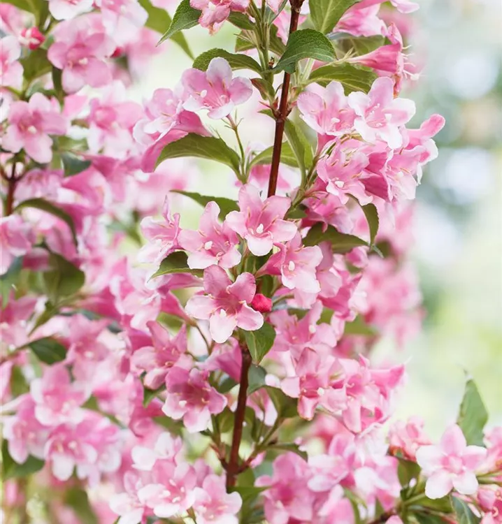 44+ Rosa Weigelie Vermehren, Gerade alte sträucher können