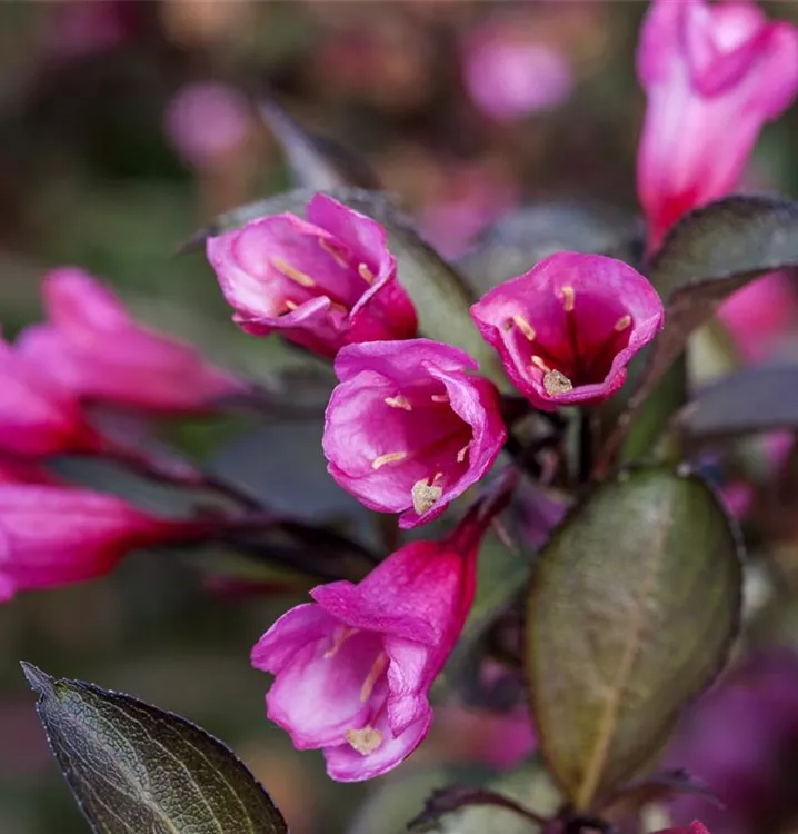 Weigela florida 'Alexandra' S Collection, Rosa Weigelie 'Alexandra'