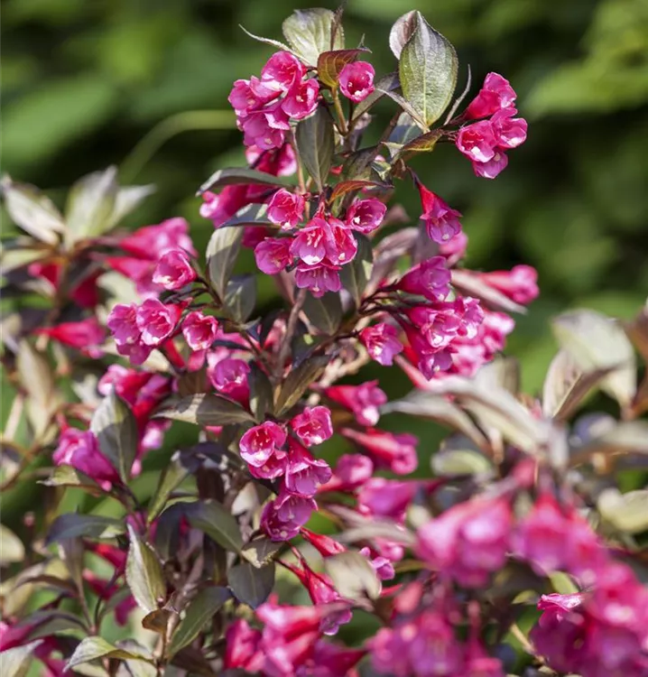 Weigela Hybr. i.S. Collection, Weigelie in Sorten