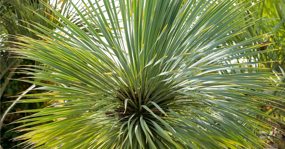 Yucca rostrata Collection, Blaublättrige Yucca