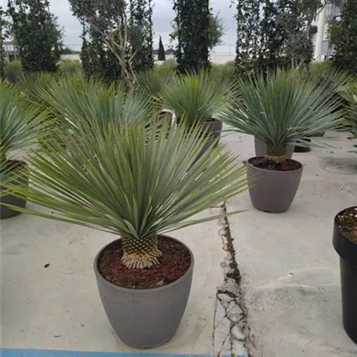 T40 mit Stamm, CP - Blaublättrige Yucca - Yucca rostrata - Collection