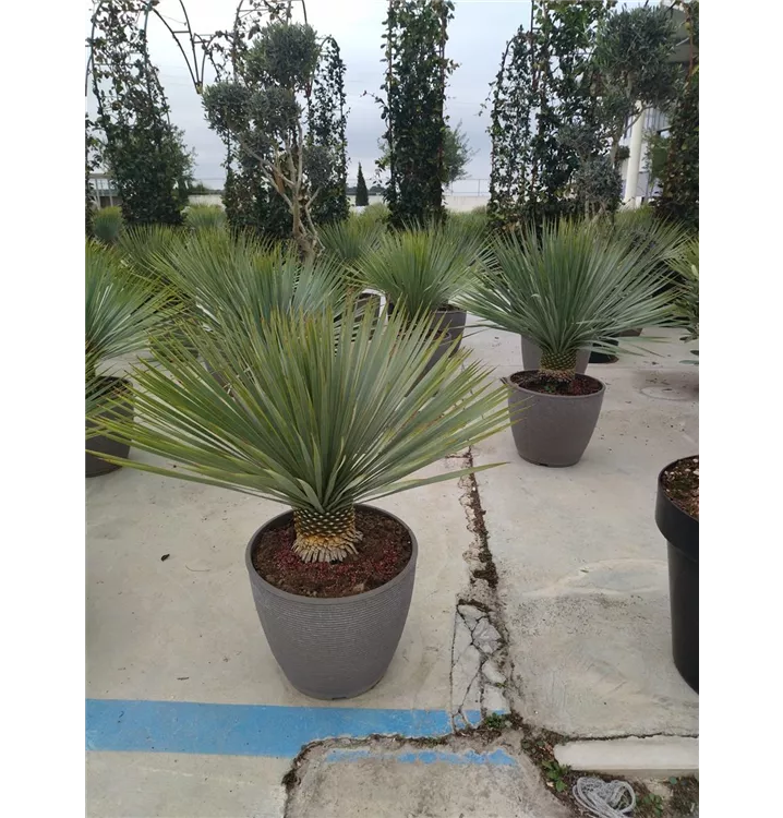 Blaublättrige Yucca - Yucca rostrata - Collection