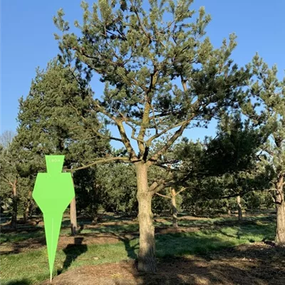 mit Ballen Stammumfang 45-50 cm - Wald-Kiefer - Charakterbaum - Pinus sylvestris - Charakterbaum 