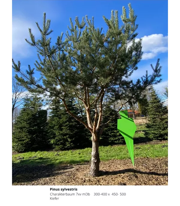 Pinus sylvestris - Charakterbaum 