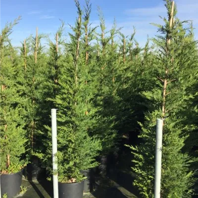Topfgröße 15 Liter Höhe 125-150cm - Leylandzypresse Heckenpflanze - Cupressocyparis leylandii Heckenpflanze