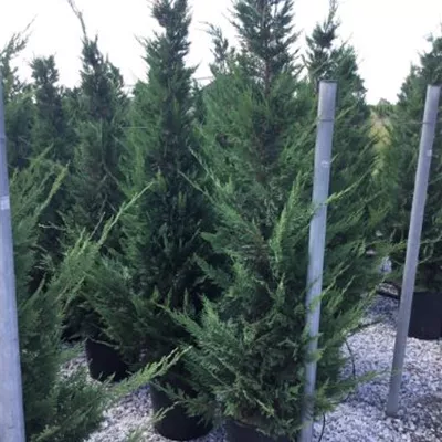 Topfgröße 25 Liter Höhe 175-200cm - Leylandzypresse Heckenpflanze - Cupressocyparis leylandii Heckenpflanze