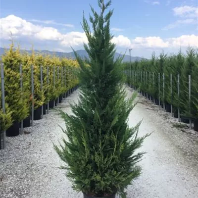 Topfgröße 25 Liter Höhe 200-225cm - Leylandzypresse Heckenpflanze - Cupressocyparis leylandii Heckenpflanze