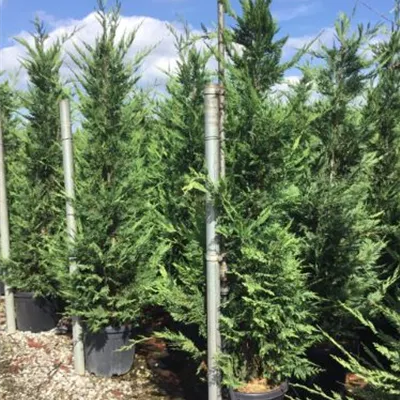 Topfgröße 30 Liter Höhe 225-250cm - Leylandzypresse Heckenpflanze - Cupressocyparis leylandii Heckenpflanze