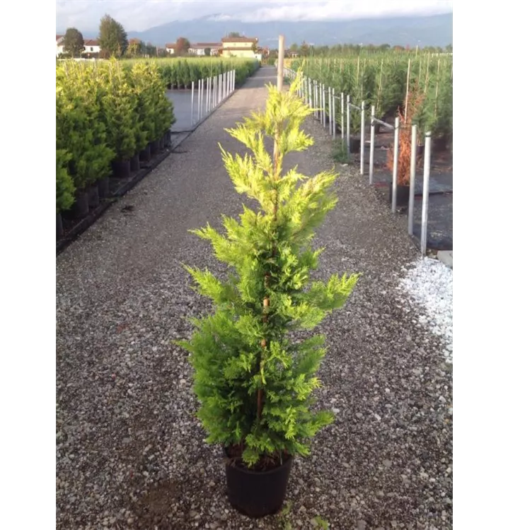 Leyland-Zypresse 'Gold Rider' Heckenpflanze - Cupressocyparis leylandii 'Gold Rider' Heckenpflanze