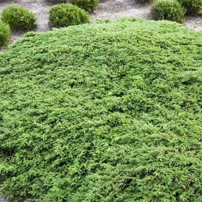 im Container 30 - 35 - Gemeiner Wacholder - Juniperus communis 'Green Carpet'