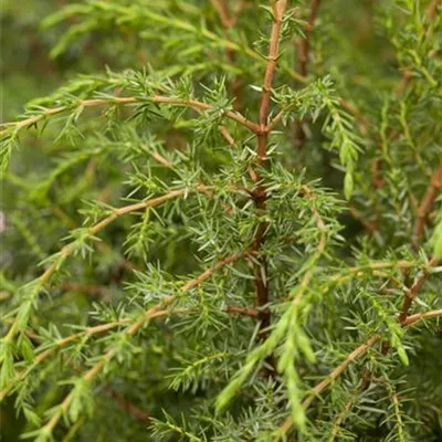 Container 70 - 80 - Irischer Wacholder - Juniperus communis 'Hibernica'
