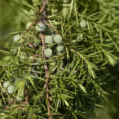 Container 60 - 70 - Gemeiner Wacholder - Juniperus communis 'Oblonga Pendula'